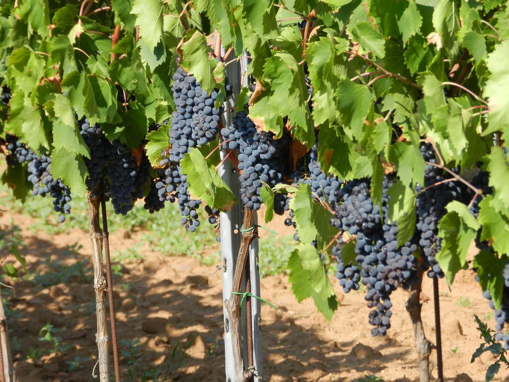 מליאנו אין טוסקנה Agriturismo Fusini מראה חיצוני תמונה