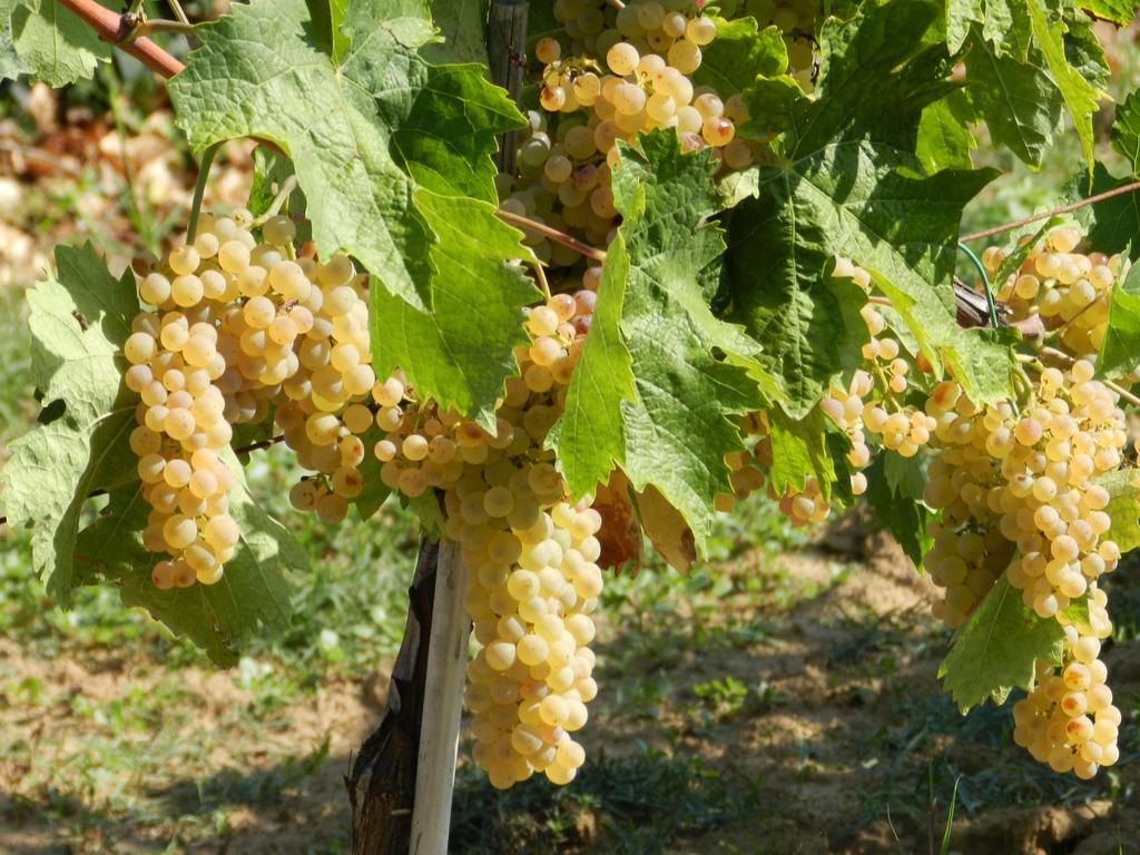 מליאנו אין טוסקנה Agriturismo Fusini מראה חיצוני תמונה